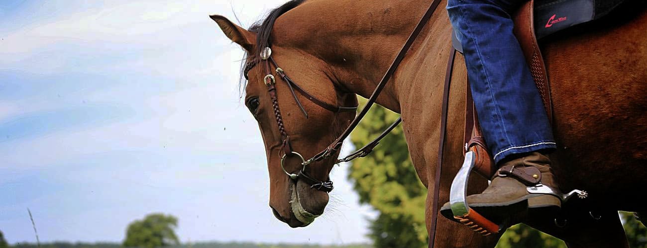 Westernreiter auf einem braunen Pferd im Reitstall Varchow